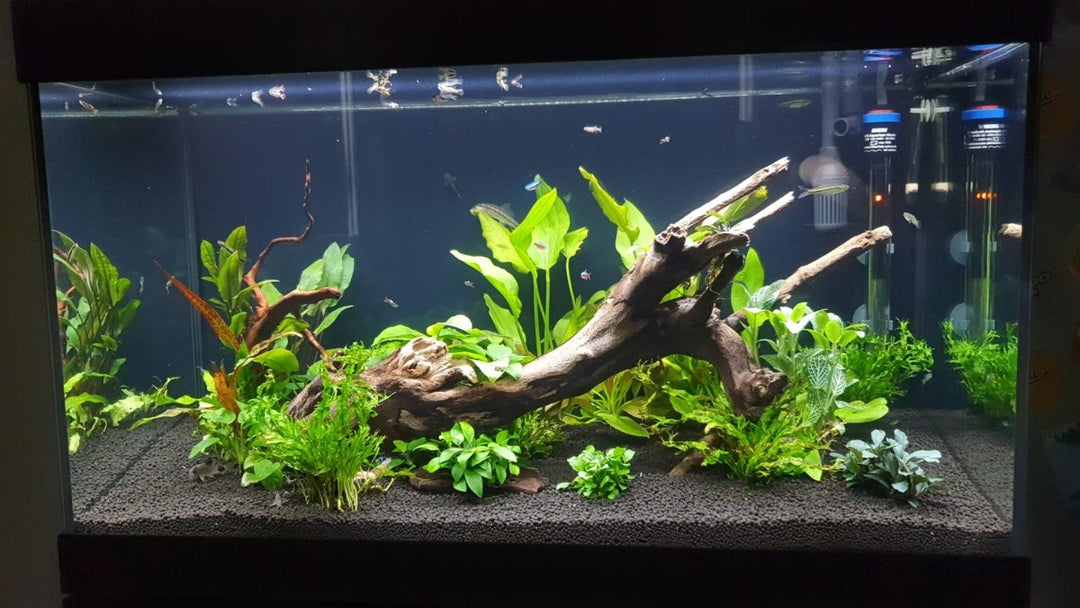 Jeffrey's scape - Hardscape.nl