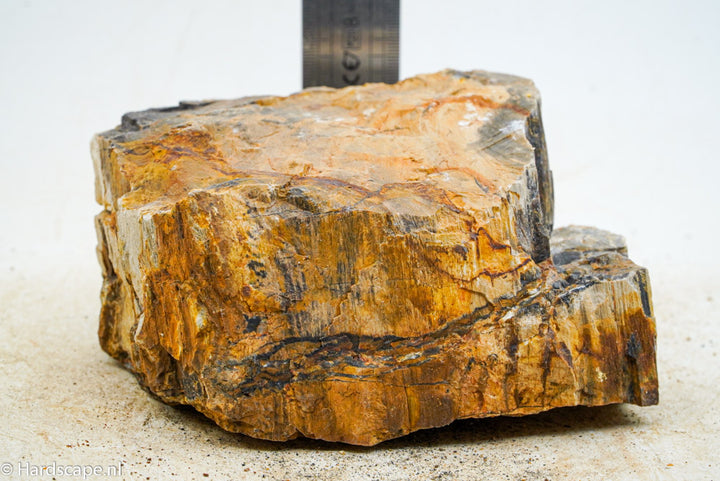 Petrified Wood L81