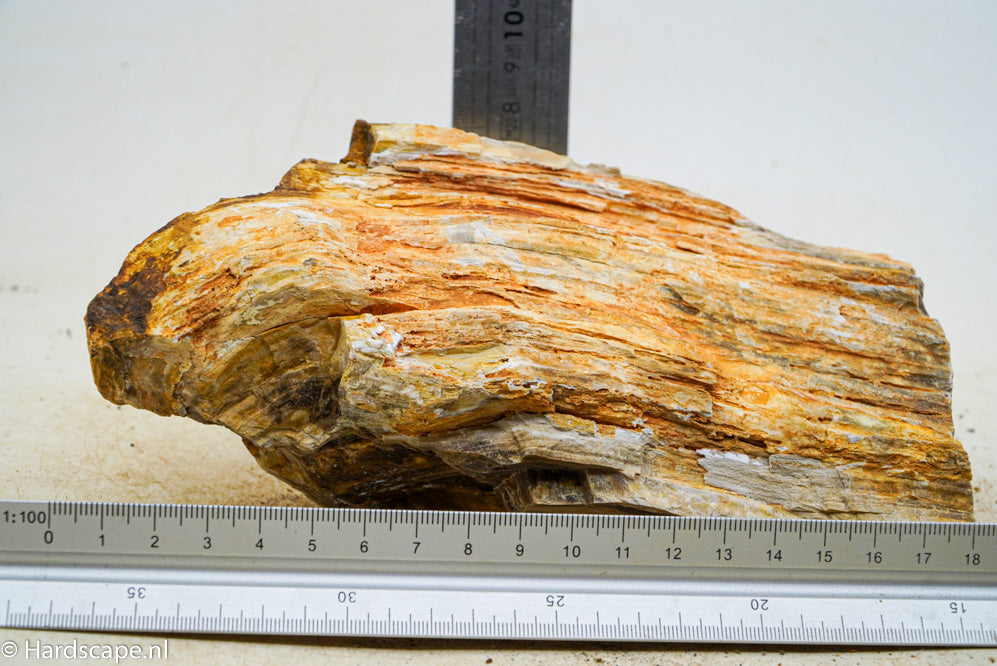 Petrified Wood L88