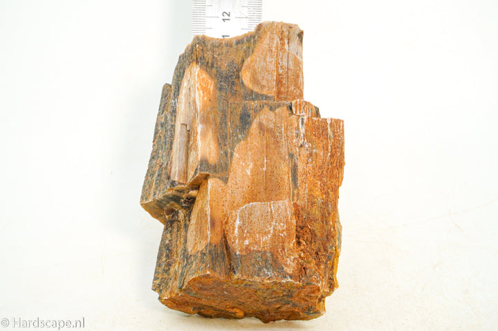 Petrified Wood S114 - Hardscape.nl