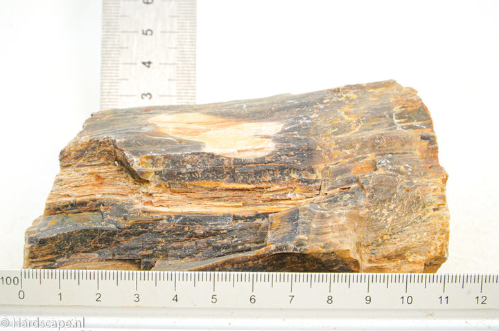 Petrified Wood S114 - Hardscape.nl