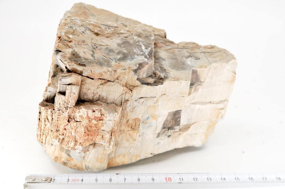 Petrified Wood XL16 - Hardscape.nl