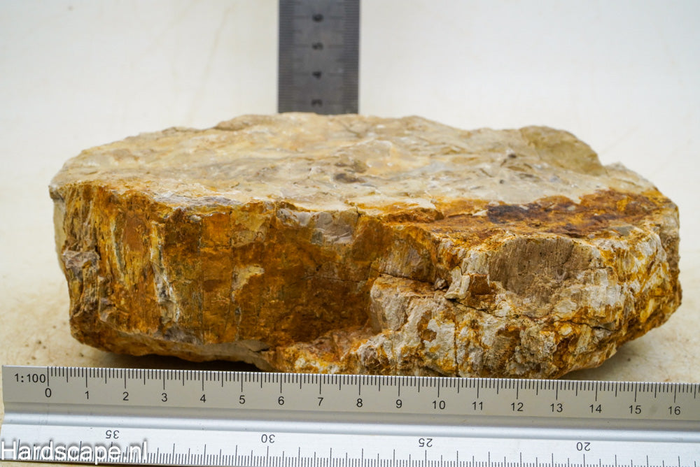 Petrified Wood XL33 - Hardscape.nl