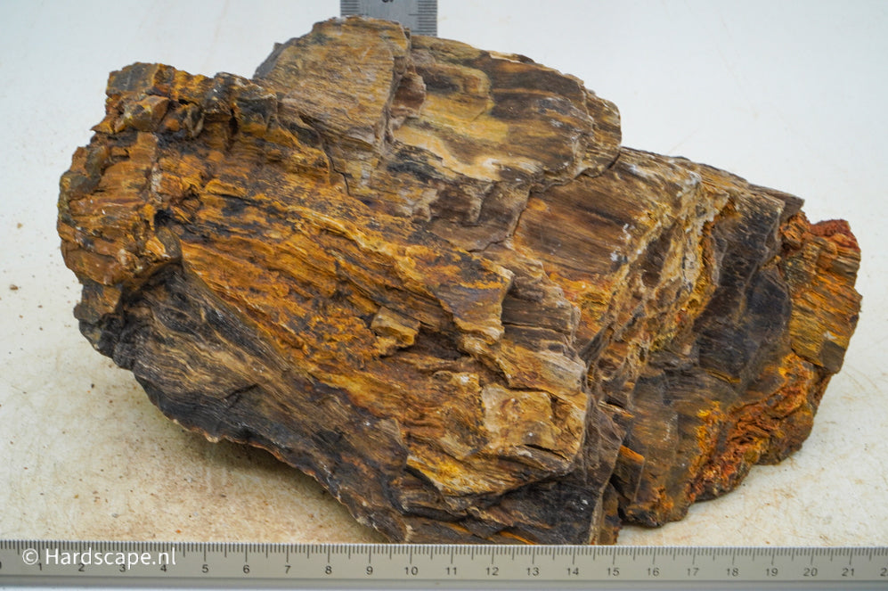 Petrified Wood XL65 - Hardscape.nl