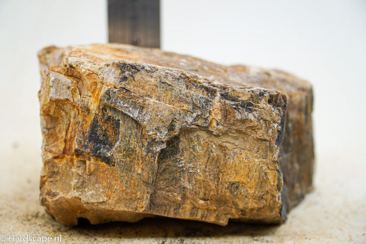 Petrified Wood L58 - Hardscape.nl