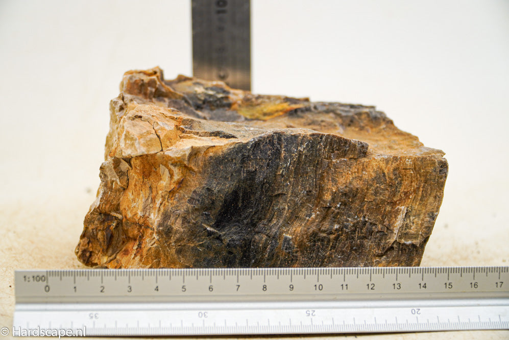 Petrified Wood L58 - Hardscape.nl