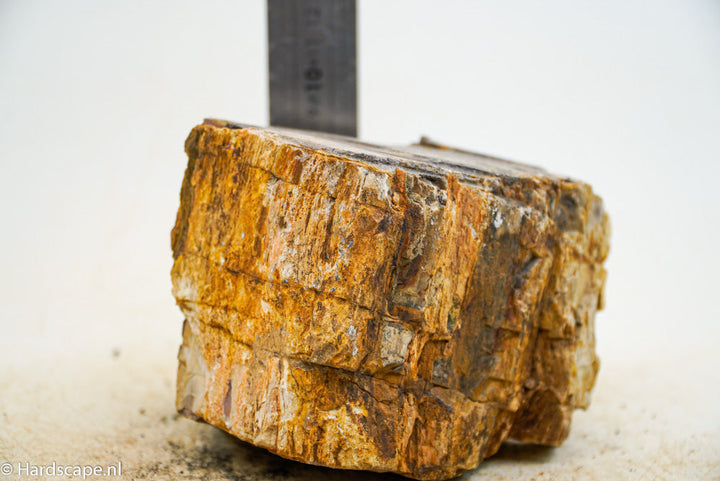 Petrified Wood L59 - Hardscape.nl