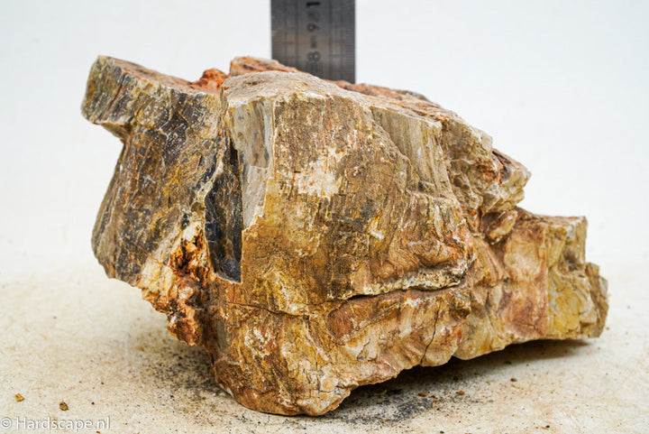 Petrified Wood L66 - Hardscape.nl