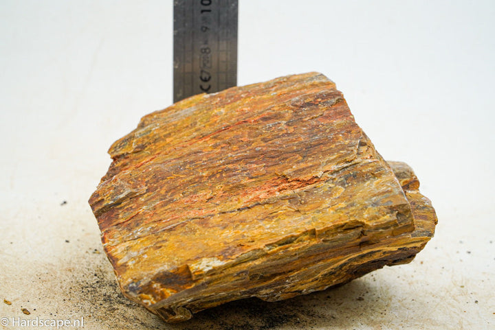 Petrified Wood L67 - Hardscape.nl