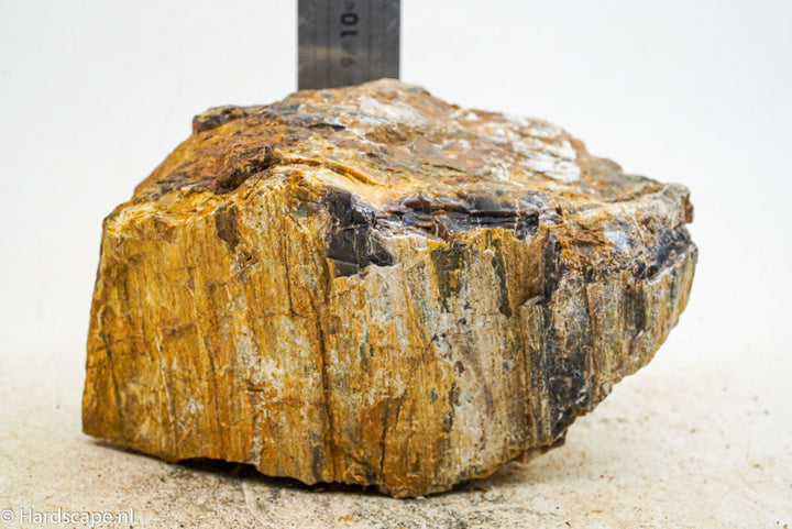 Petrified Wood L79 - Hardscape.nl