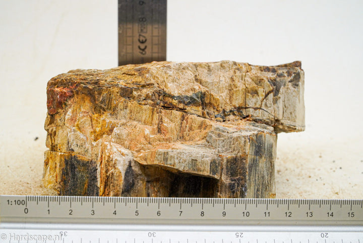 Petrified Wood L81 - Hardscape.nl