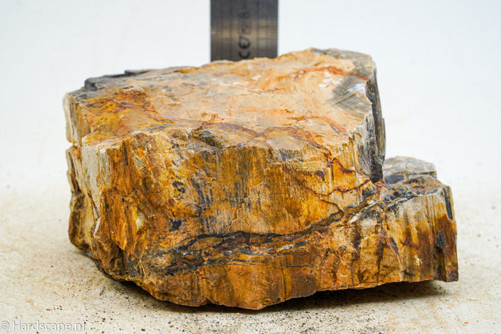 Petrified Wood L81 - Hardscape.nl