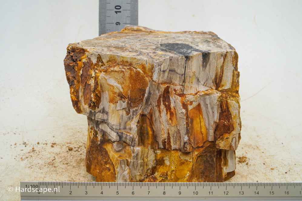 Petrified Wood L96 - Hardscape.nl