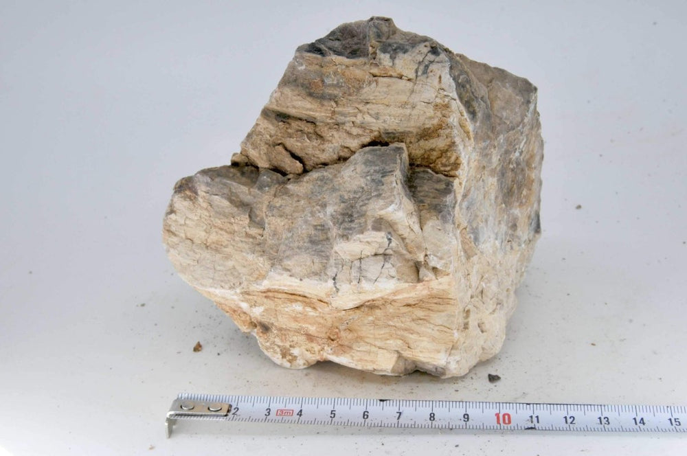 Petrified Wood M17 - Hardscape.nl