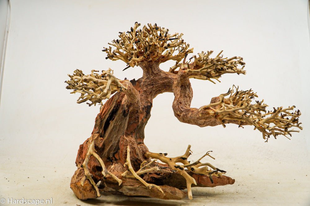 Claw Bonsai tree - Hardscape.nl