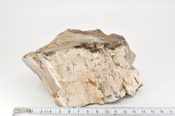 Petrified Wood M18 - Hardscape.nlMedium